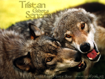 Tristan Greeting Seneca the Wolf - wolves greeting, greeting, animals, timber wolf, sunset, grey wolf