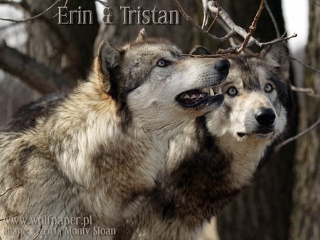 Looking Up - wolf pups, grey wolf, dogs, animals