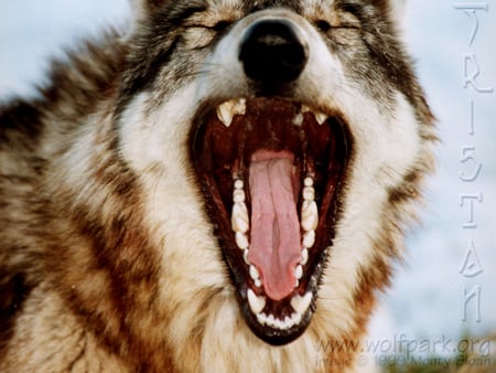 Tristan Yawning - mouth, grey wolf, wolves teeth, dogs, wolves yawning, animals, wolves