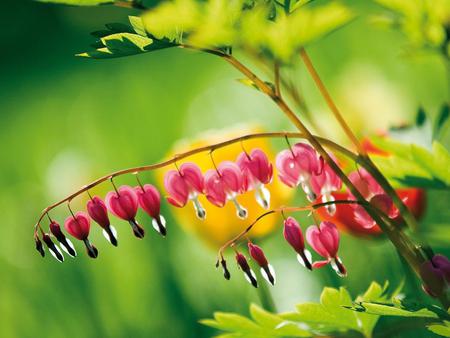 Dicentra - nature, closeup, beautiful, colors, flowers