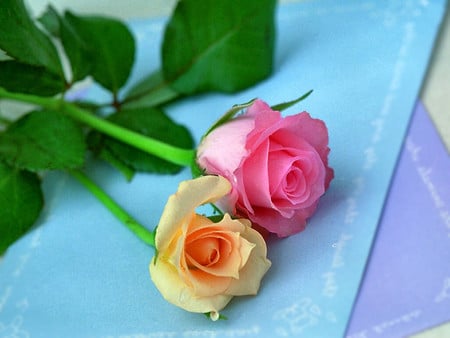 Rosebud Pair 1 - love, photography, rose, still life, rosebud, yellow, floral, pink, stationery, photo, flower