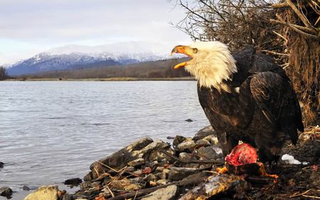 bald eagle - lake, mountains, feeding, north america