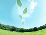 Leaves floating in blue sky