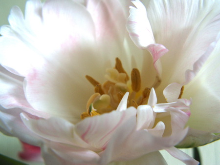 white tulip - white, nature, spring, flower, tulip