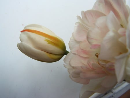 white tulip - naure, white, sping, beauty, tulip