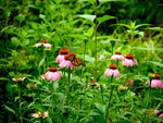 Monarch Butterfly & Coneflowers