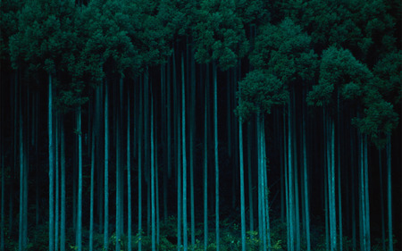 standing tall - forest, beauty, photography, trees, nature, blue, green