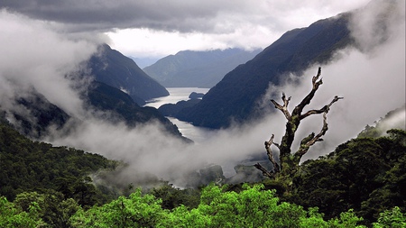 Foggy mountains - clouds, summer, fogg, foggy, bushes, beauty, morning, mountain, dark, black, white, nature, green, nice, mountains, sky