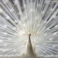 White Peacock