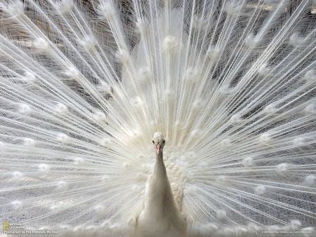 White Peacock - white, peacock, fan, animals, birds