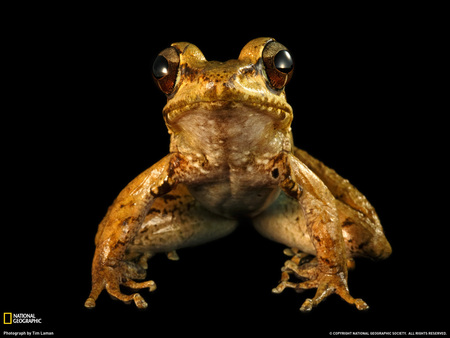 Frog Eyes - brown, eyes, loud, wet, frog, animals