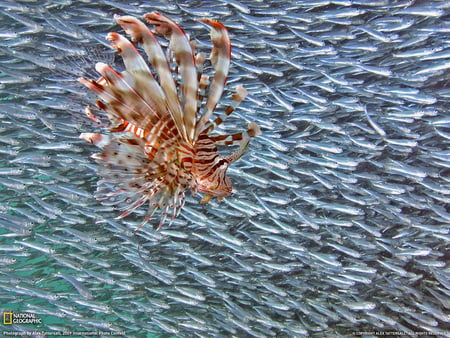 Lionfish - oceans, animals, blue, deep, fish, lionfish, sea