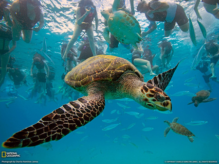 Turtle - turtle, swimming, sea, children, animals