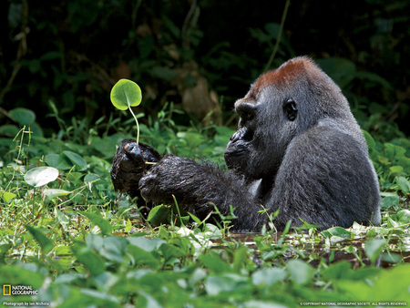 I love! ... Loves me not! ... - love, gorilla, animals, primates, grass