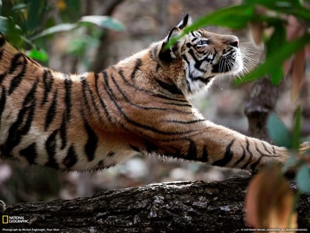 Tiger - carnivore, cat, jungle, animals, big, tiger