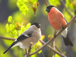 bullfinches