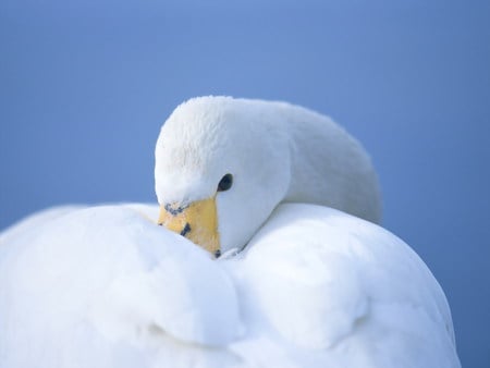 Sweety - white, animal, sweety, blue, swan, nice, eye, love