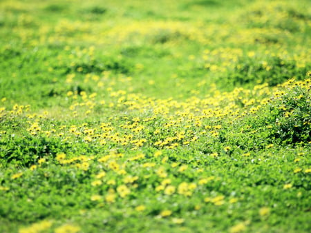 Yellow on green - meadow, cute, beautiful, flowers, spring, yellow, grass, nice, field, nature, green