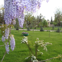 purple hyacinth tree