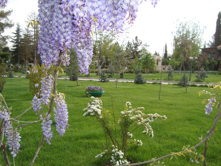 purple hyacinth tree - white, purple, garden, green, hyacinth, tree