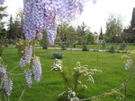 purple hyacinth tree