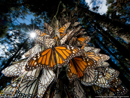 Monarch Butterflies - swarm, nature, monarch, amazing, butterflies, forest