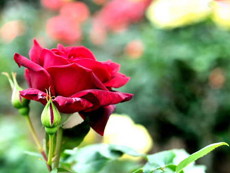 Red rose - nature, red, beautiful, rose, flower