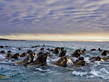 Walrus - oceans, walrus, animals, seal, sea, artic