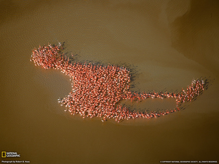 Flamingo - flamingo, lake, pink, animals, birds