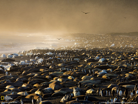 Penguin Colony - stone, oceans, animals, penguin, colony, birds, artic