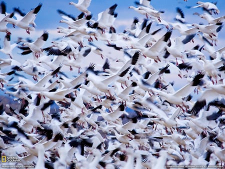 Wild Goose - goose, birds, lake, wild, animals