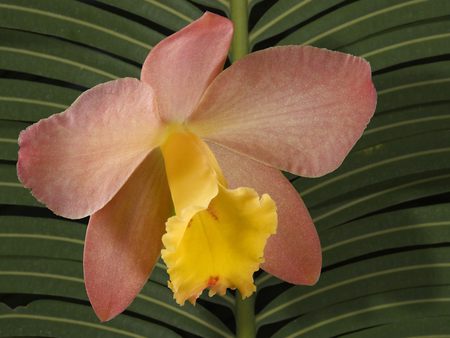 Orchid - nature, yellow, pink, orchid, green, flowers