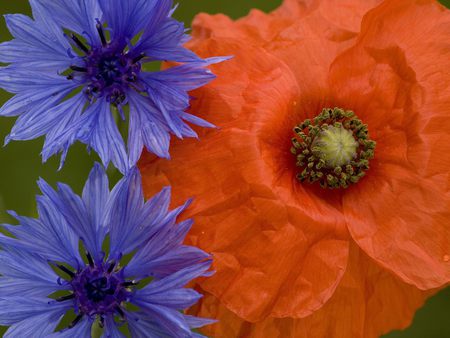 Flowers Field - nature, red, blue, flowers, poppies