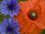 Flowers Field