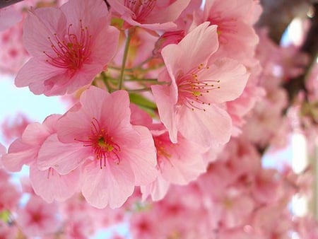 Never ending beauty - flowers, branch, spring, pink, tree