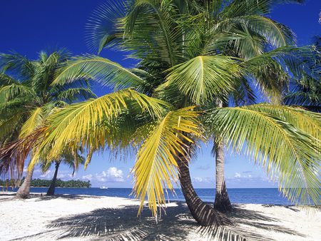 Palms - nature, oceans, beach, palms, sand