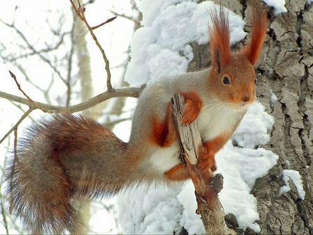 Sweet squirrel - nice, sweet, squirrel, little