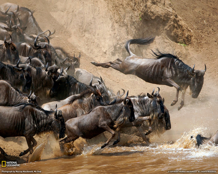 influx - influx, cows invade the river, cows community, cows