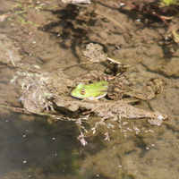 Frog in the Sun