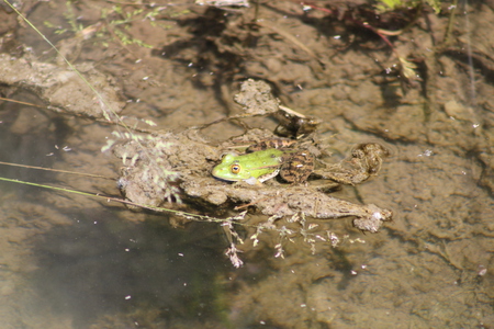 Frog in the Sun - water, nature, animals, frog