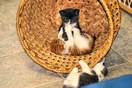 playing time - basket, playing, kittens, little