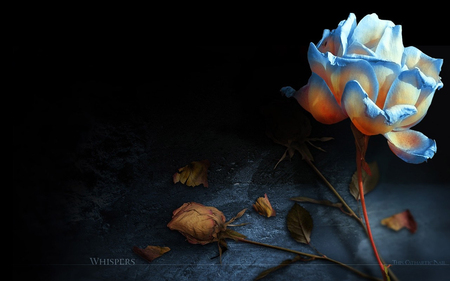 Whispers - deep, 3d, flower, art