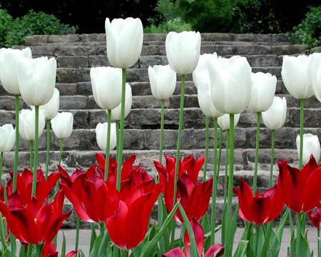 springlike - white, beauty, nature, red, tulips, flowers, spring