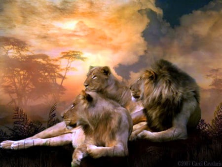 Family pride - rock, lioness, clouds, sunset, painting, male, lions