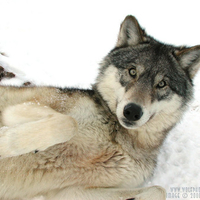 Marion The Wolf In The Snow