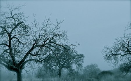 Winter BlueZ - winter, trees, snow, landscape