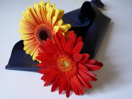 two flowers - red, flowers, yellow, still life, gerbera