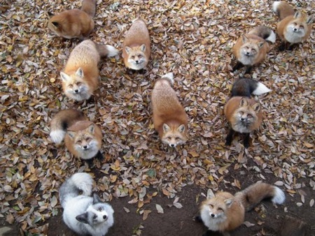 Foxes - fall, regal, red, fox