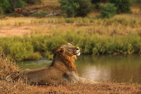 Lion - lion, africa, cat, safari