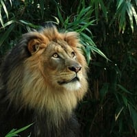 King of the Jungle